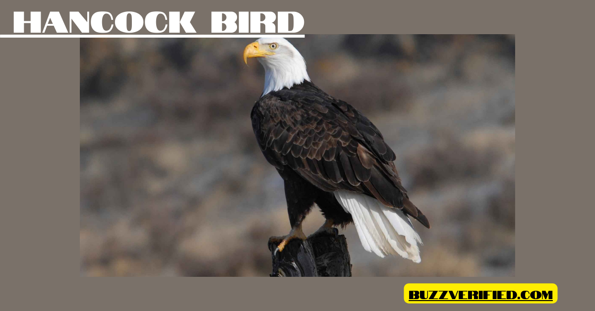 Exploring the Hancock Bird: A Guide to Its Habits and Conservation