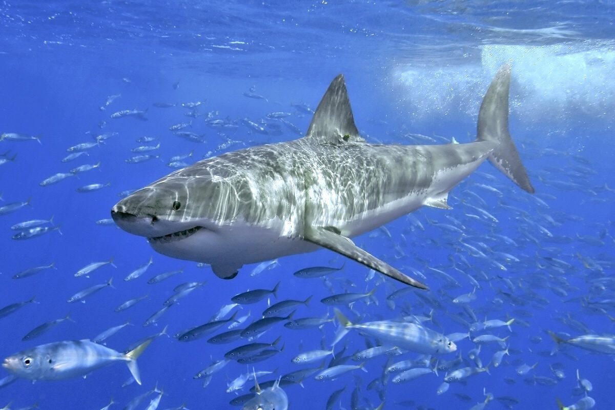 Great White Sharks Overheating